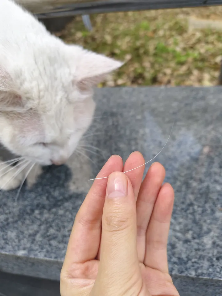 捡到猫胡子了！