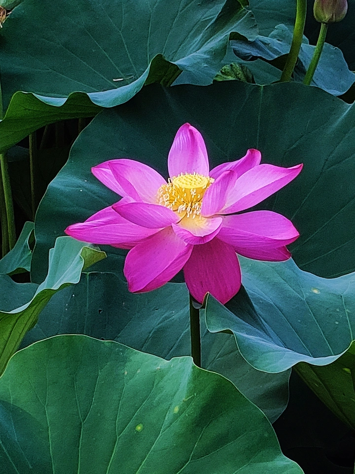 夏荷