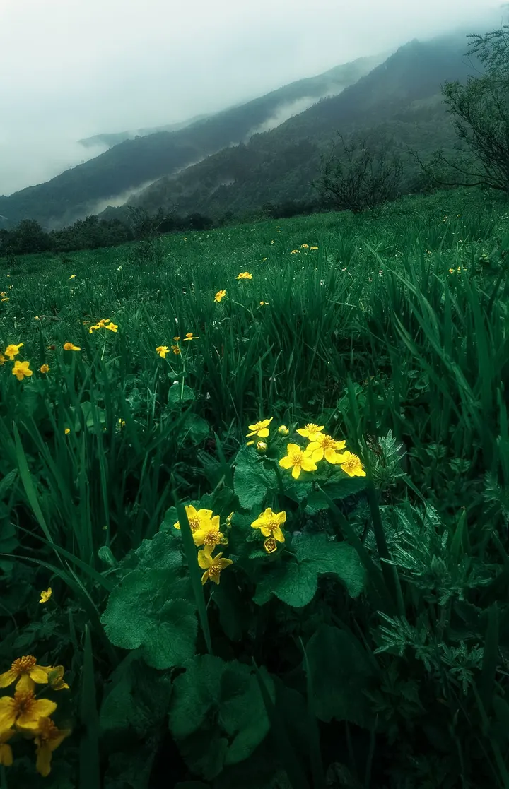 巴朗山鲜花💐
