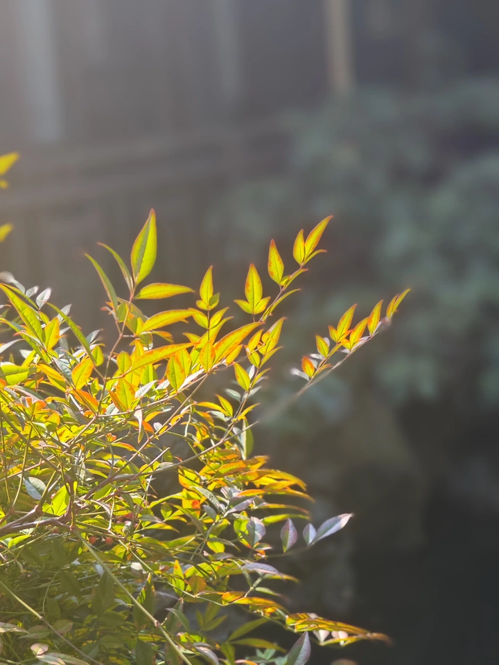 树叶之美