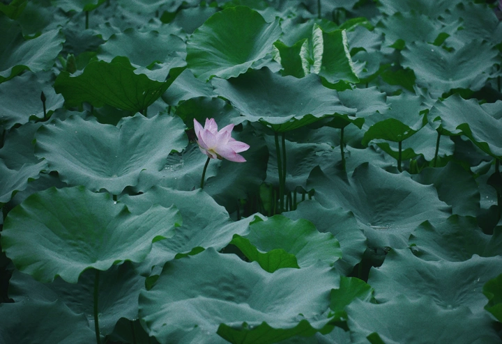 绿海荷踪