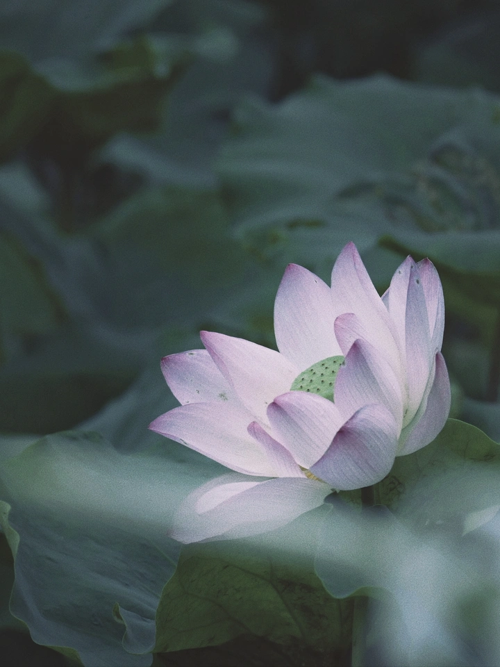 低饱和荷花