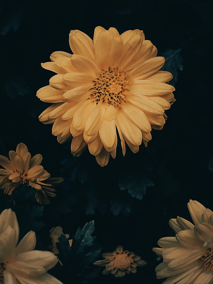 黄菊花