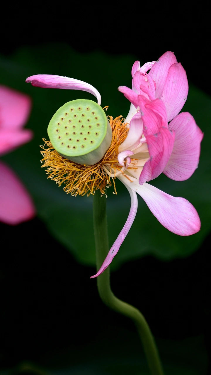 花之舞者