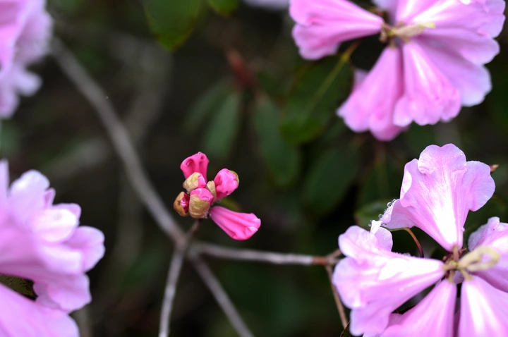 开满杜鹃花的麻地垭口