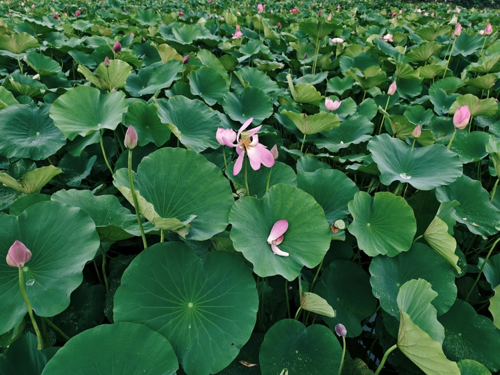 一组荷花