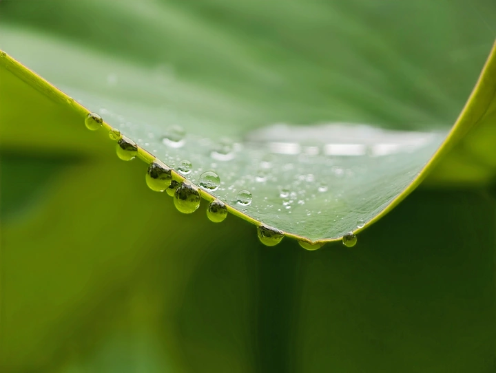 绿叶上的水晶珠