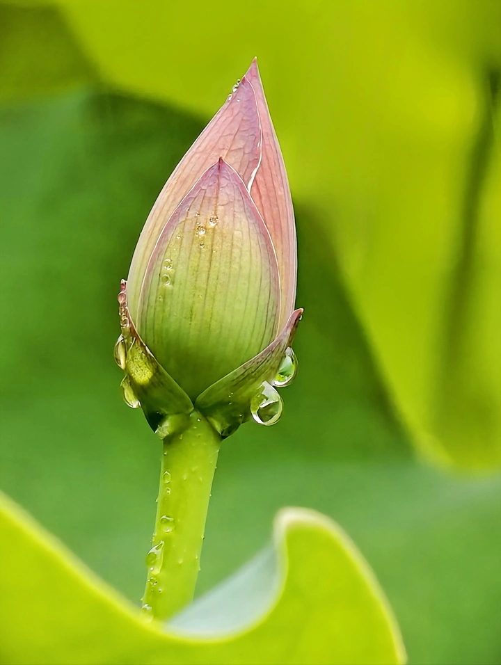 清荷