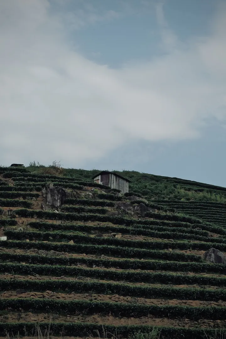 茶园小屋