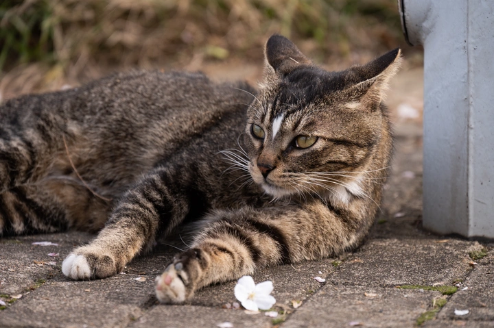 校园内的小猫