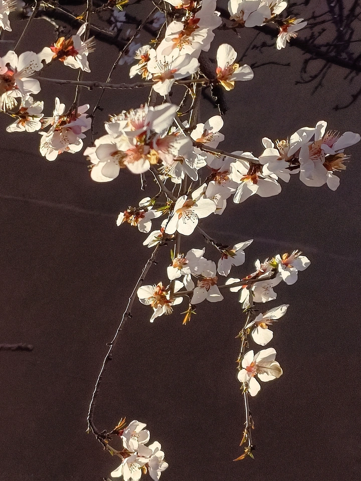春花