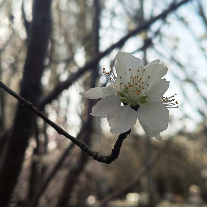 春花