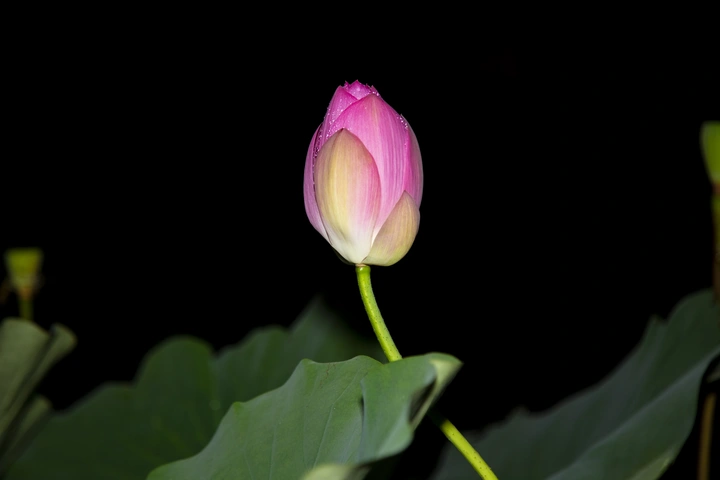 夏雨荷