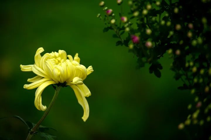 《晚艳》