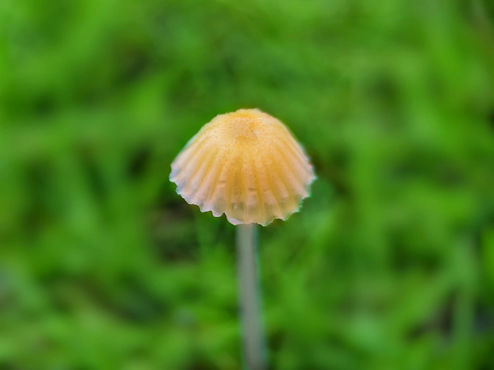 雨后蘑菇