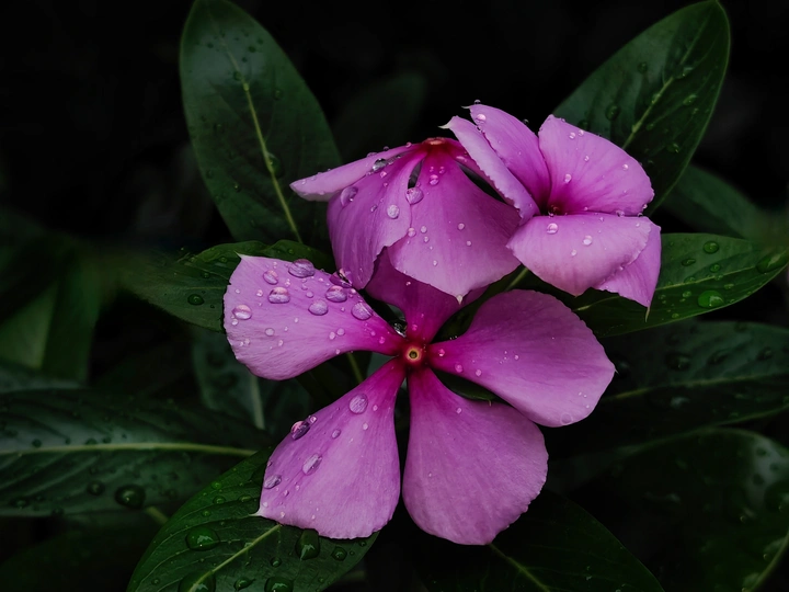 长春花