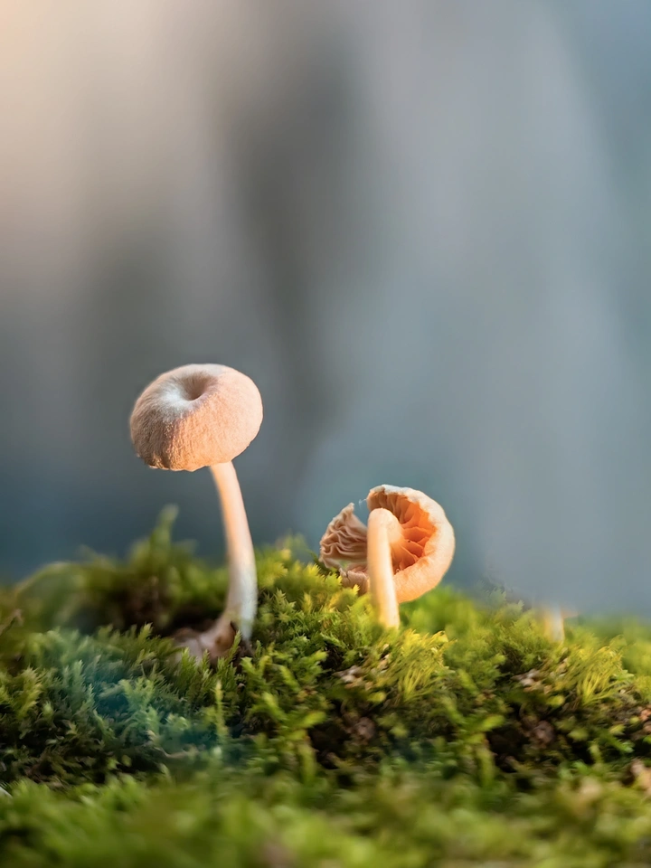 雨后的蘑菇