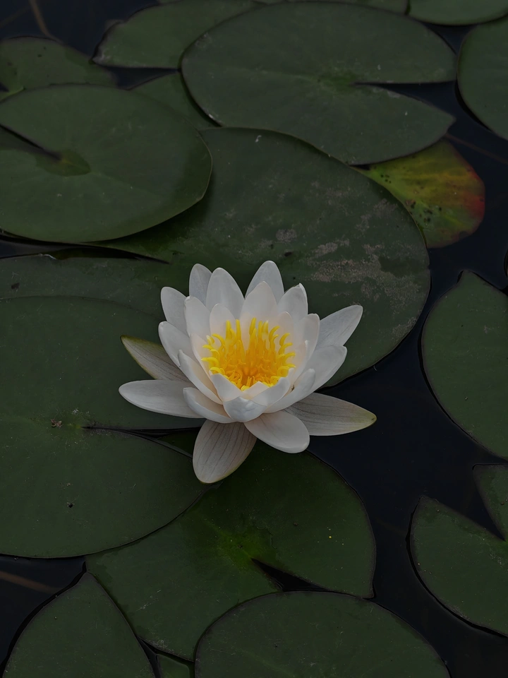 静湖睡莲