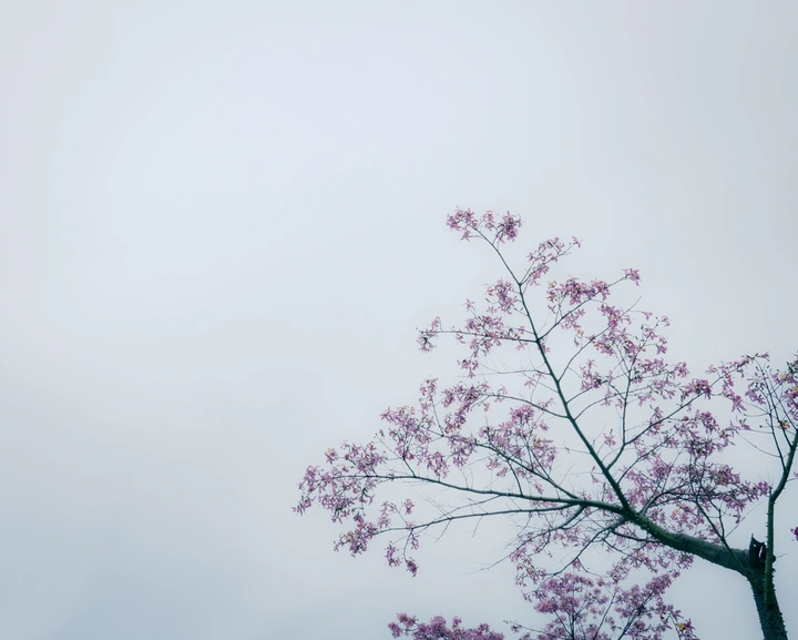 阴天的花