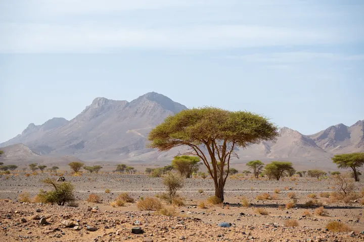 摩洛哥🇲🇦撒哈拉中的独孤树