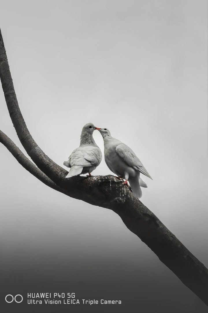 《吻》