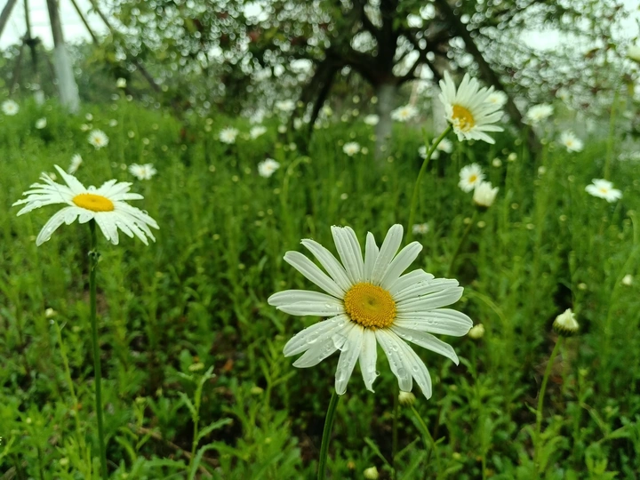 四月沐雨的小雏菊