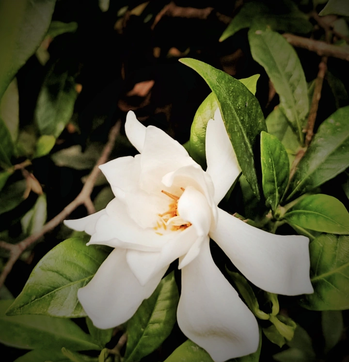 栀子花开