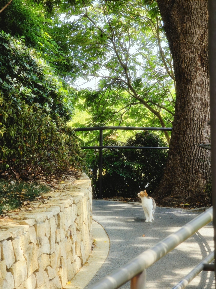 遇见花猫