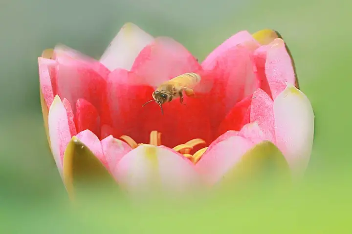 睡莲花开
