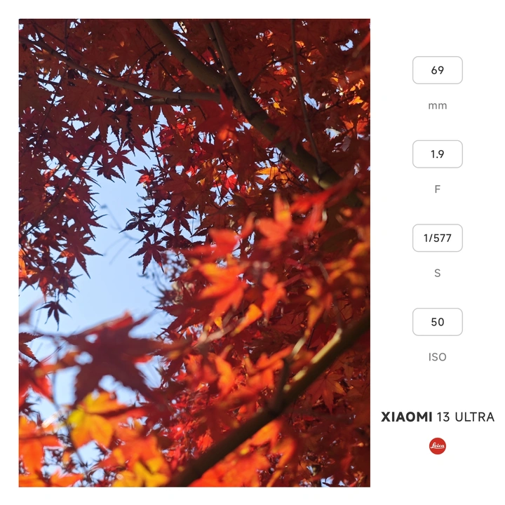 栖霞之秋