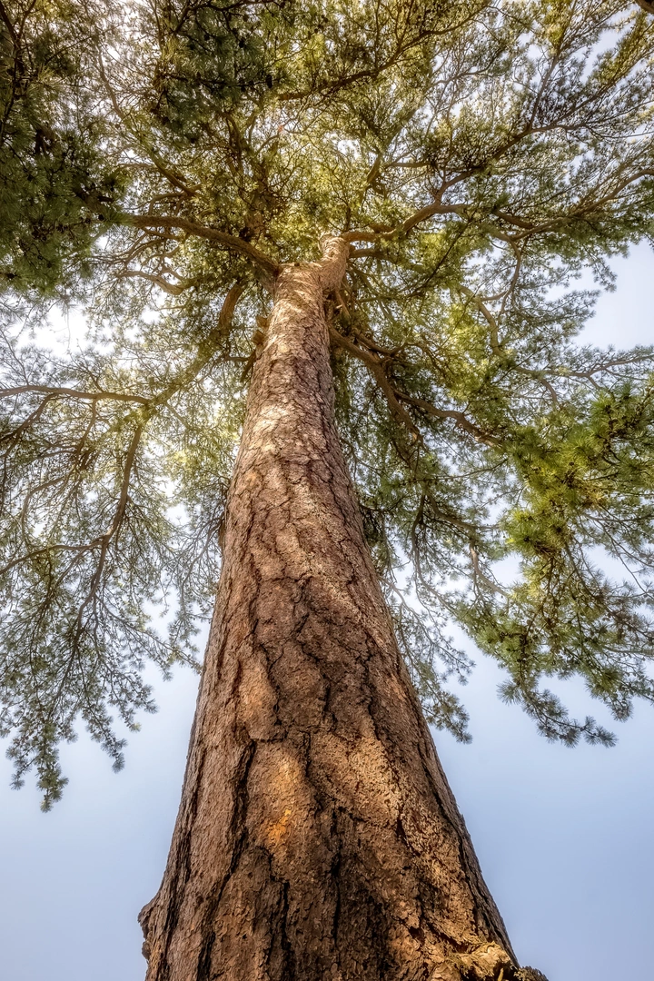 树是大地写给天空的诗