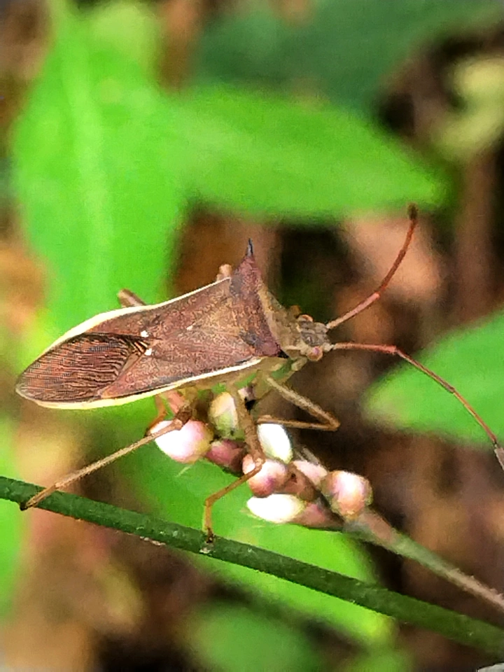夏虫