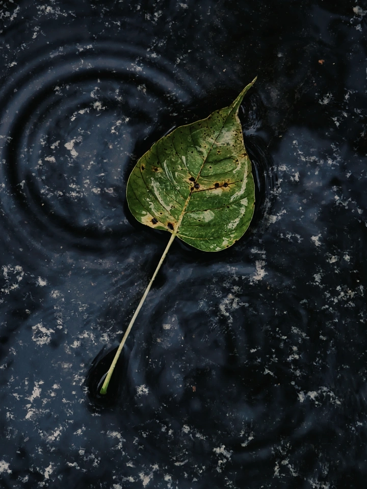 一叶一世界