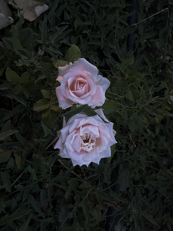 夜晚的花