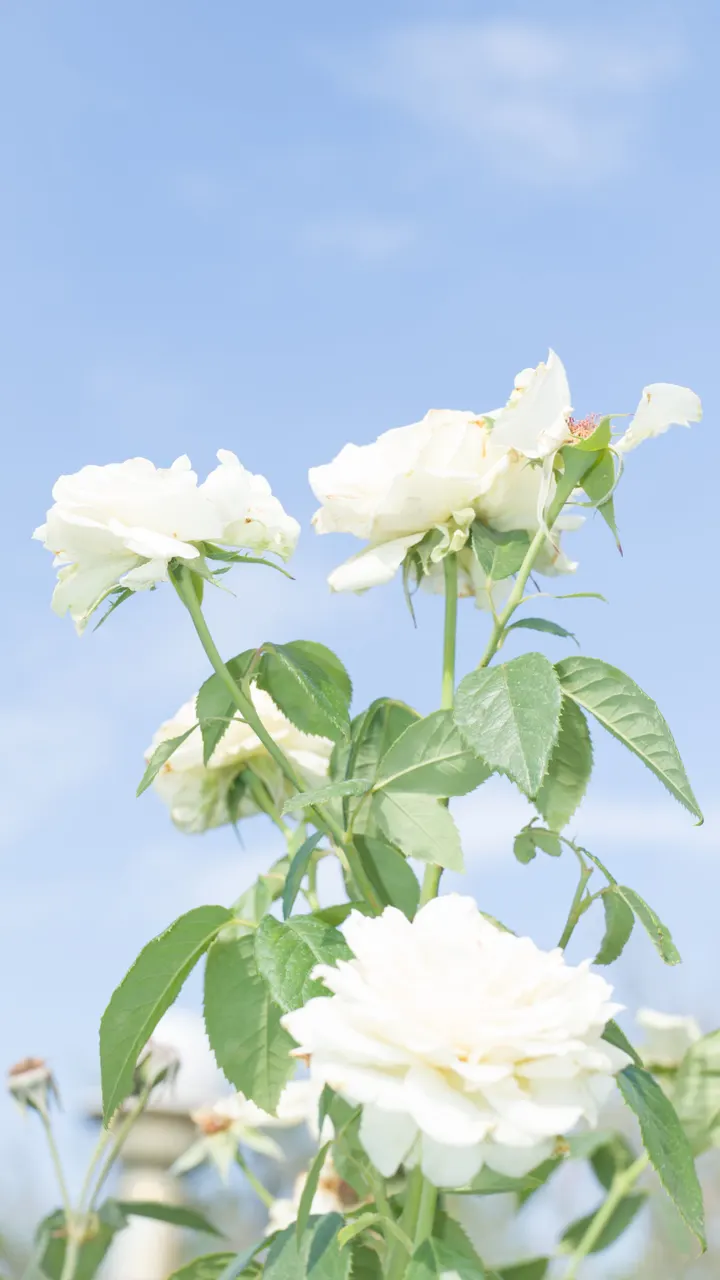 夏至