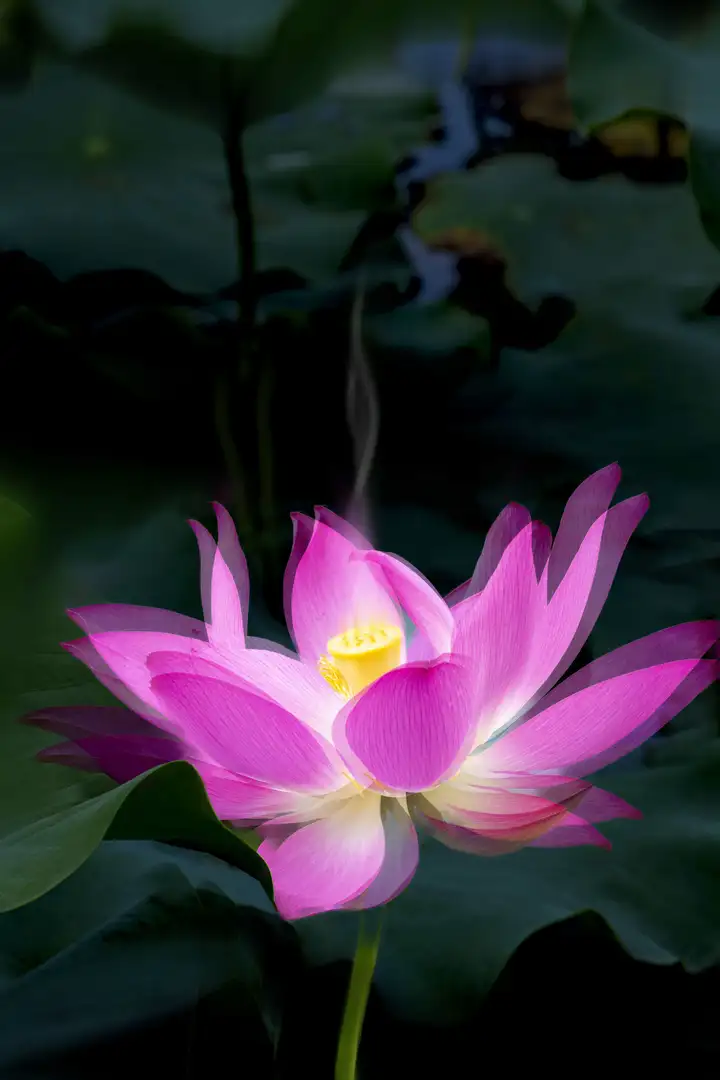 《君子风范》