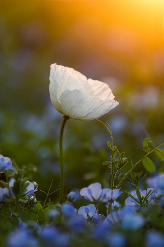 夕阳下 一片蓝花丛中一朵红花