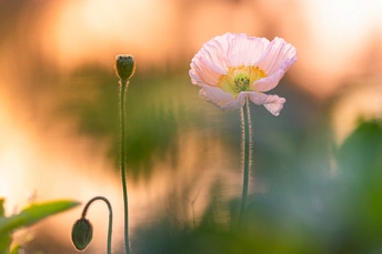 夕阳下花园中的一朵粉色花