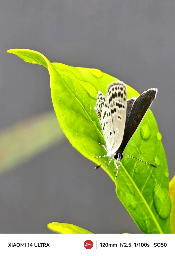 蝴蝶🦋