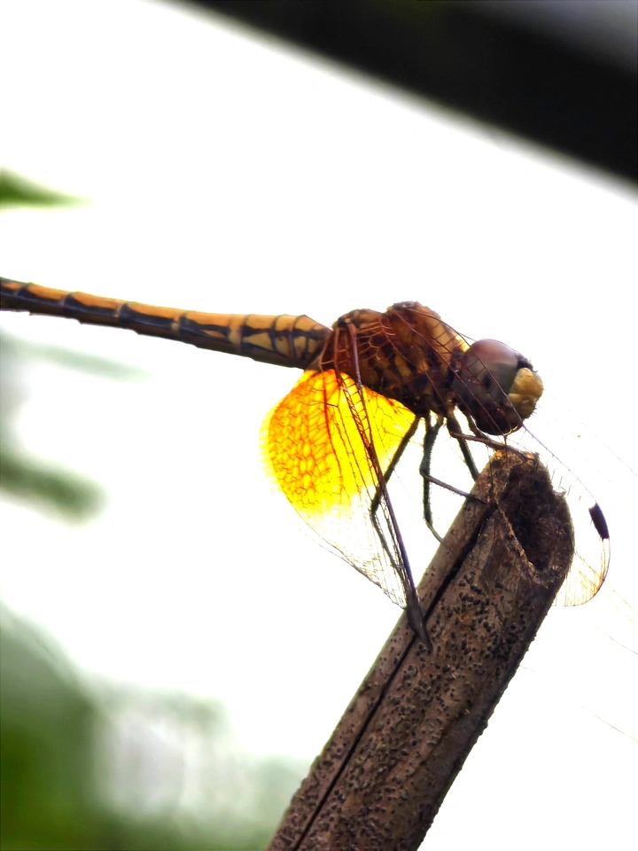 蜻蜓