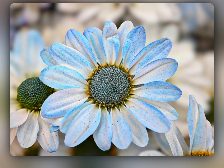 菊花篇
