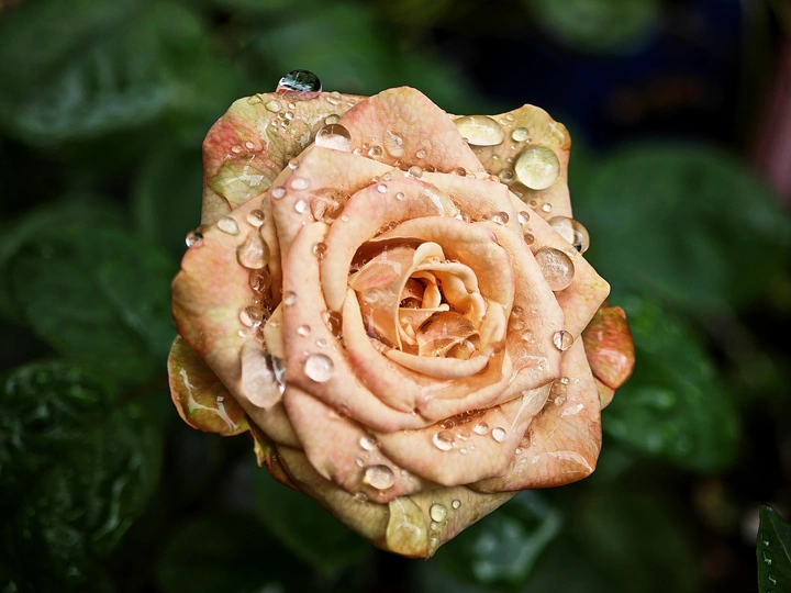 雨中玫瑰