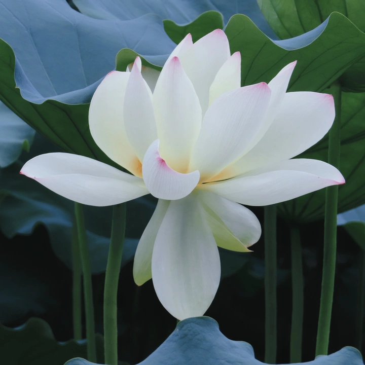 夏荷