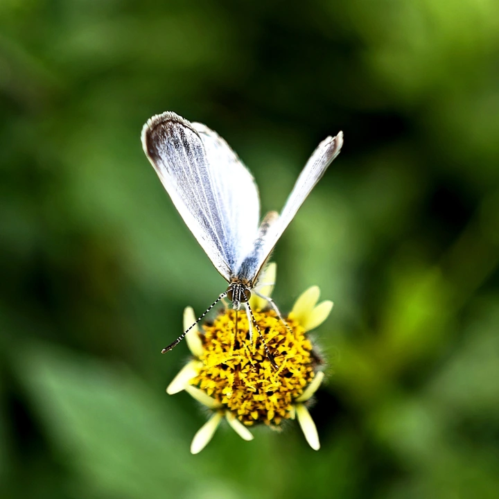 蝶恋上花