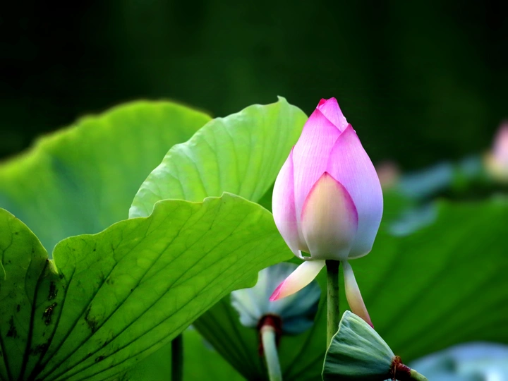 花与果