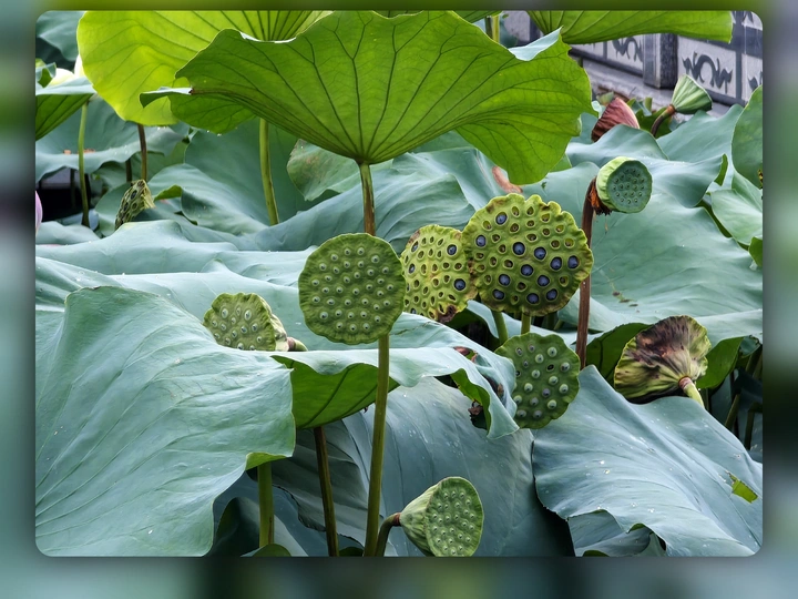 莲蓬