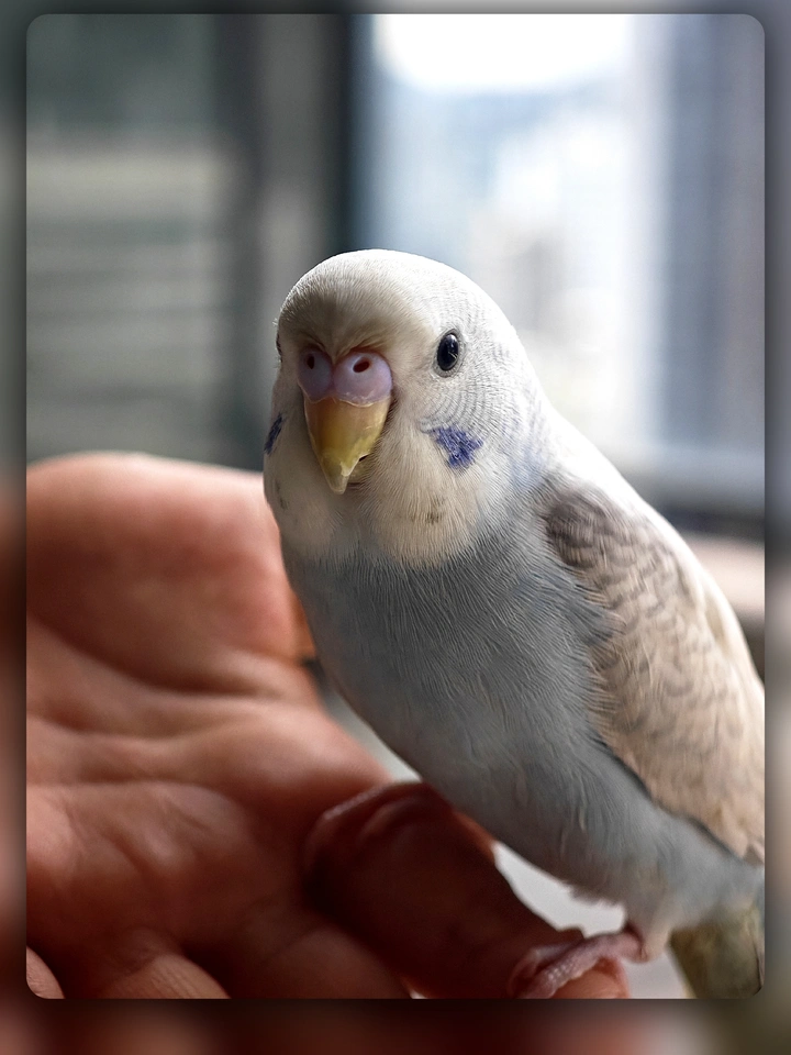 鹦鹉可爱写真集
