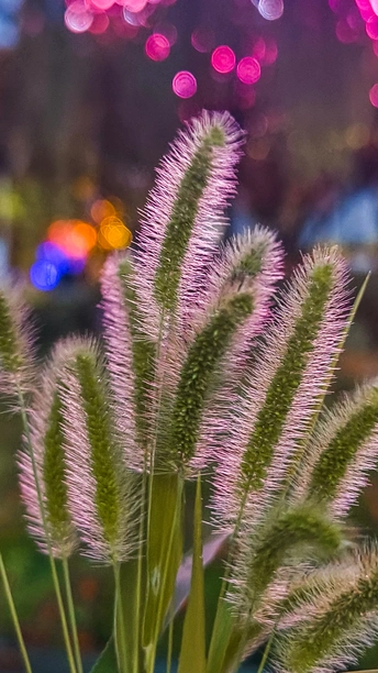 马尾巴草