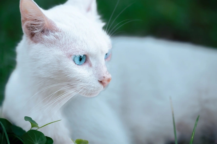 蓝猫