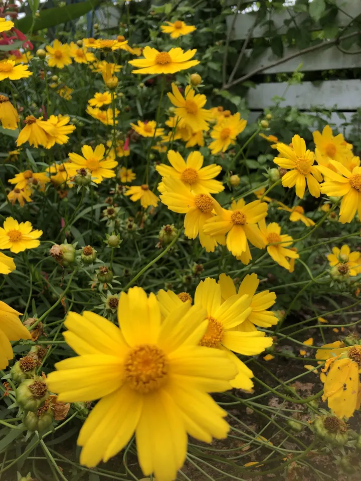 夏日繁花